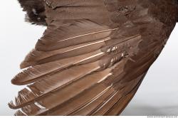 Photo Textures of Bird Feather